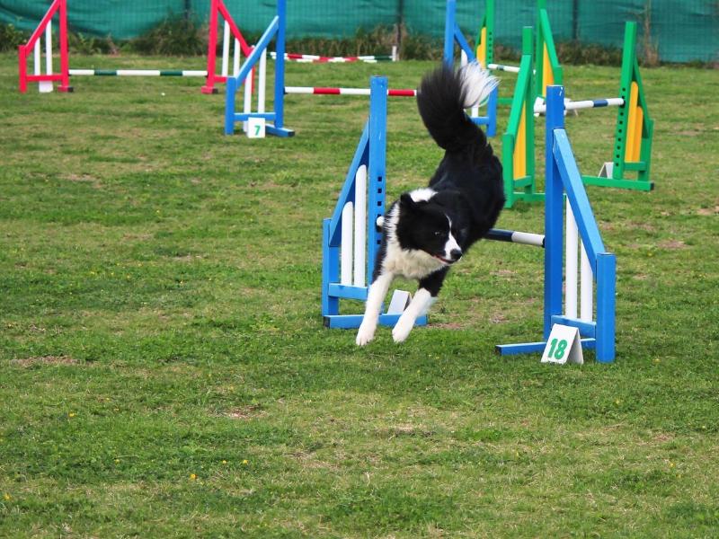 Campeonato de agilidad canina «Agility Somnium 2023» en Albocàsser – Castellón