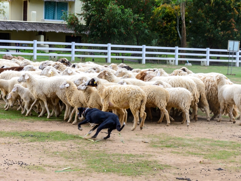 ‘Concurso de Perros de Pastor de Rabera 2023’ en Ares del Maestrat – Castellón