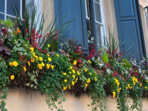 Flores y plantas para embellecer las calles y casas de Geldo – Castellón