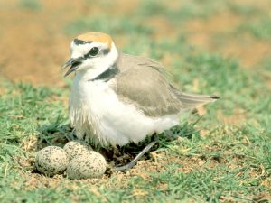 SEO/BirdLife promueve la celebración sostenible de la Noche de San Juan respetando el medio ambiente