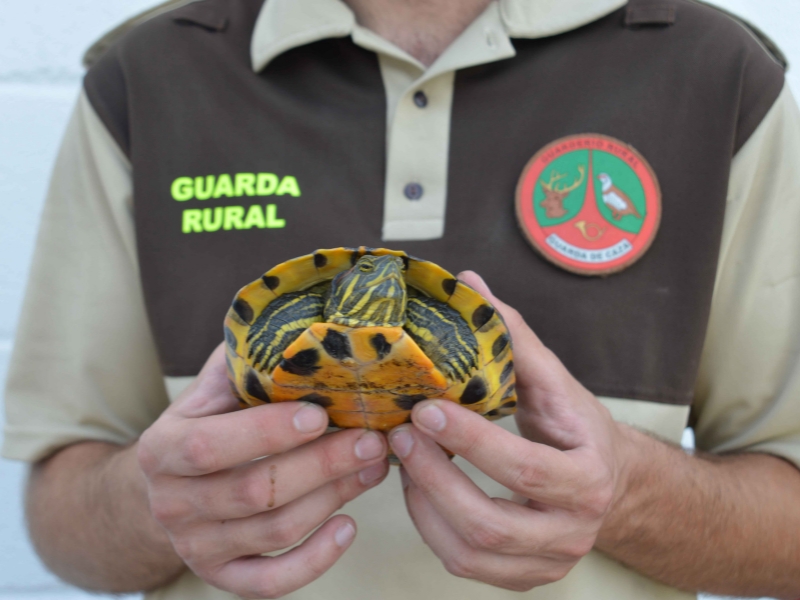 Consorcio río Mijares y su labor de conservación de tortugas en el Paisaje Protegido de Castellón