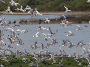 Gripe aviar: Estos son los municipios donde Agricultura prohíbe la cría de aves de corral al aire en la Comunitat