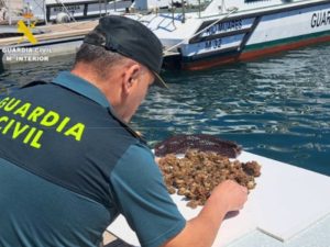 Pesca submarina ilegal: Guardia Civil interviene más de 2 kilogramos de «Caixetes» en Vinaròs – Castellón