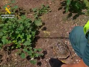 El SEPRONA investiga a una mujer por un delito contra la Flora y Fauna al tener una especie protegida de tortuga