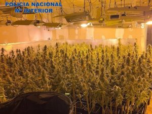 Desmantelada plantación indoor de marihuana en el distrito Marítim de Valencia