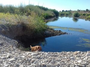 Impacto negativo de los perros sueltos en la Desembocadura del Mijares para la reproducción de numerosas especies de aves