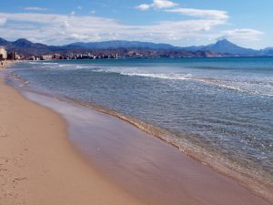 Un jabalí tiene que ser abatido tras herir a dos personas en la playa de El Campello – Alicante