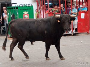 Se inicia el verano con celebraciones taurinas en Montanejos – Castellón