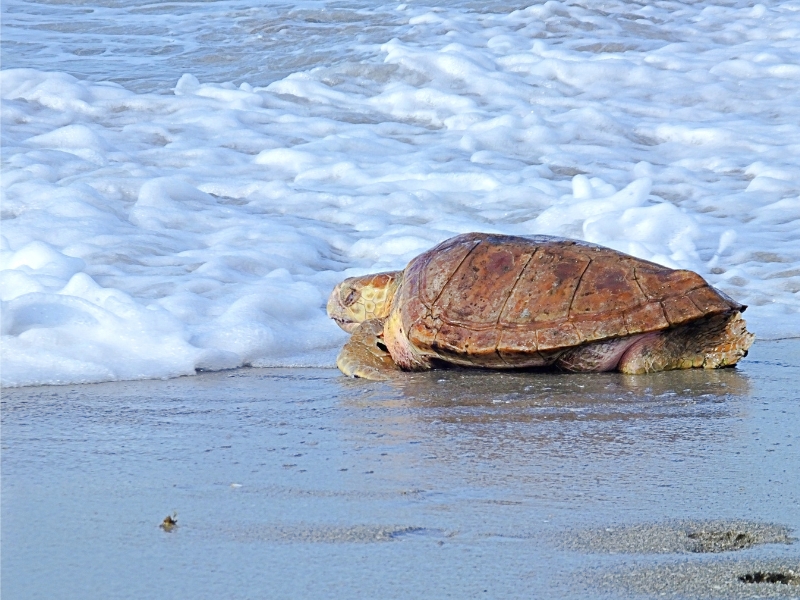 Empieza la campaña ‘¡Alerta Tortuga!’ en las playas de Castellón, Valencia y Alicante