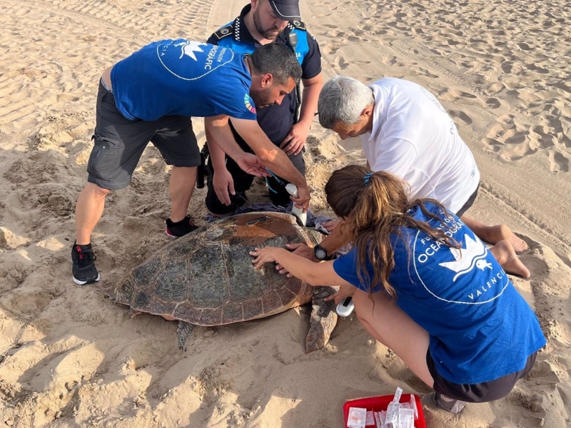 Tortuga marina deposita 62 huevos en la Playa Norte de Gandia – Valencia