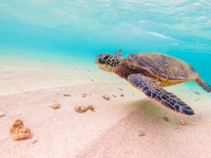 ‘Açí Salvem Tortugues’: Moncofa promueve la conservación de las tortugas marinas en la costa de Castellón