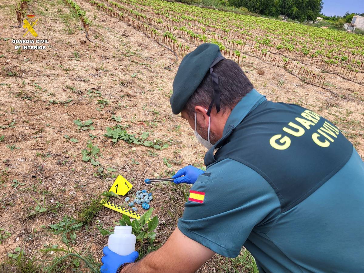 Detenido por poner cebos envenenados en la comarca de La Costera – Valencia