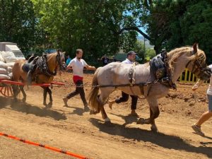 El Prat de Sant Pau, epicentro de la actividad agrícola y ganadera del Alt Maestrat en la Feria de Sant Pere.