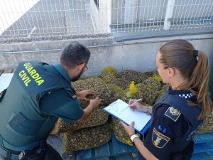 Incautados 247 kg de caracoles de jardín destinados a la venta y consumo humano