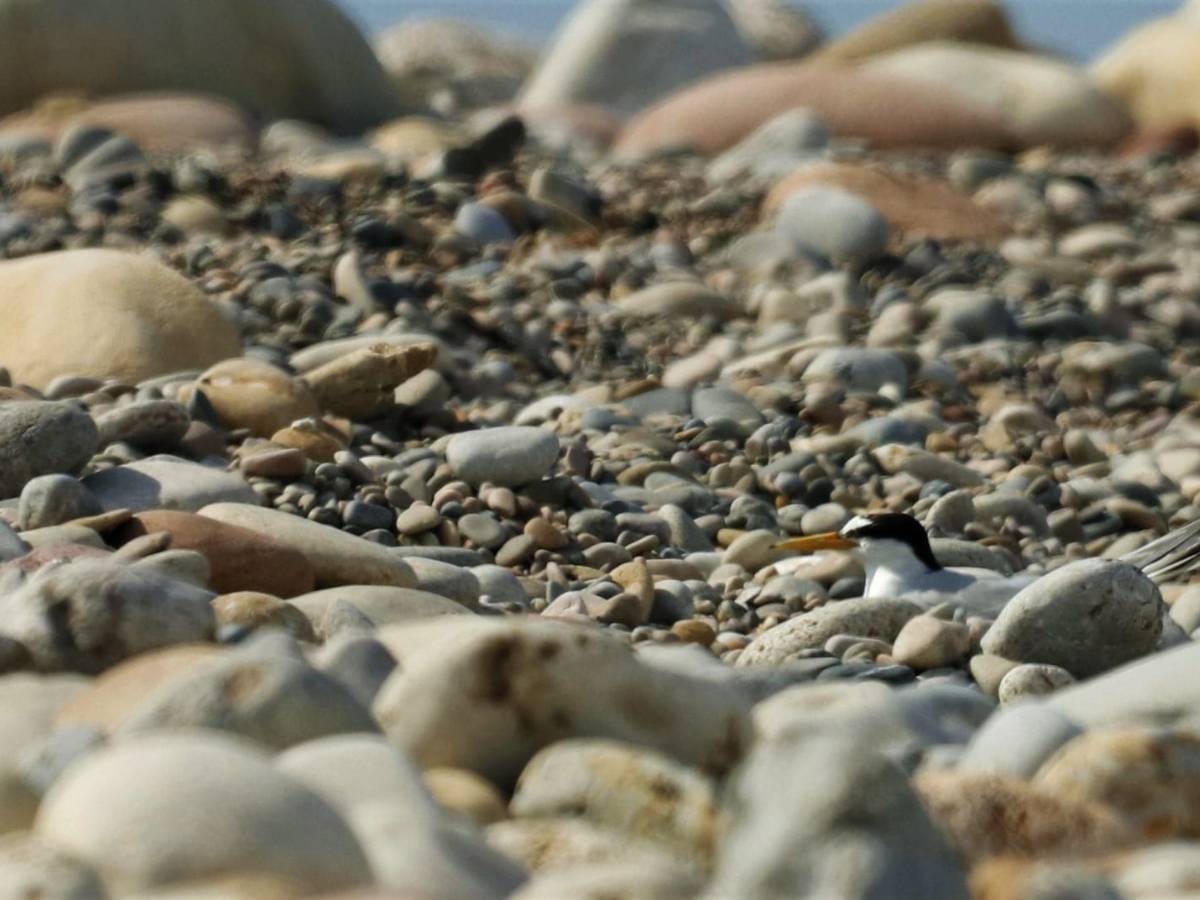 Los charrancitos comunes vuelven a criar en la Desembocadura del río Mijares – Castellón