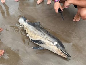 Aparece un delfín mutilado en la playa de La Patacona en Alboraya – Valencia