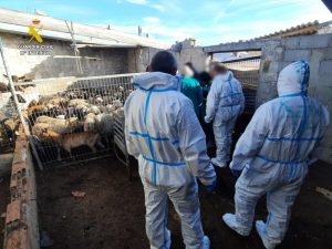 Venta ilegal de carne sin medidas sanitarias procedente de ganaderías de Alicante y Cox