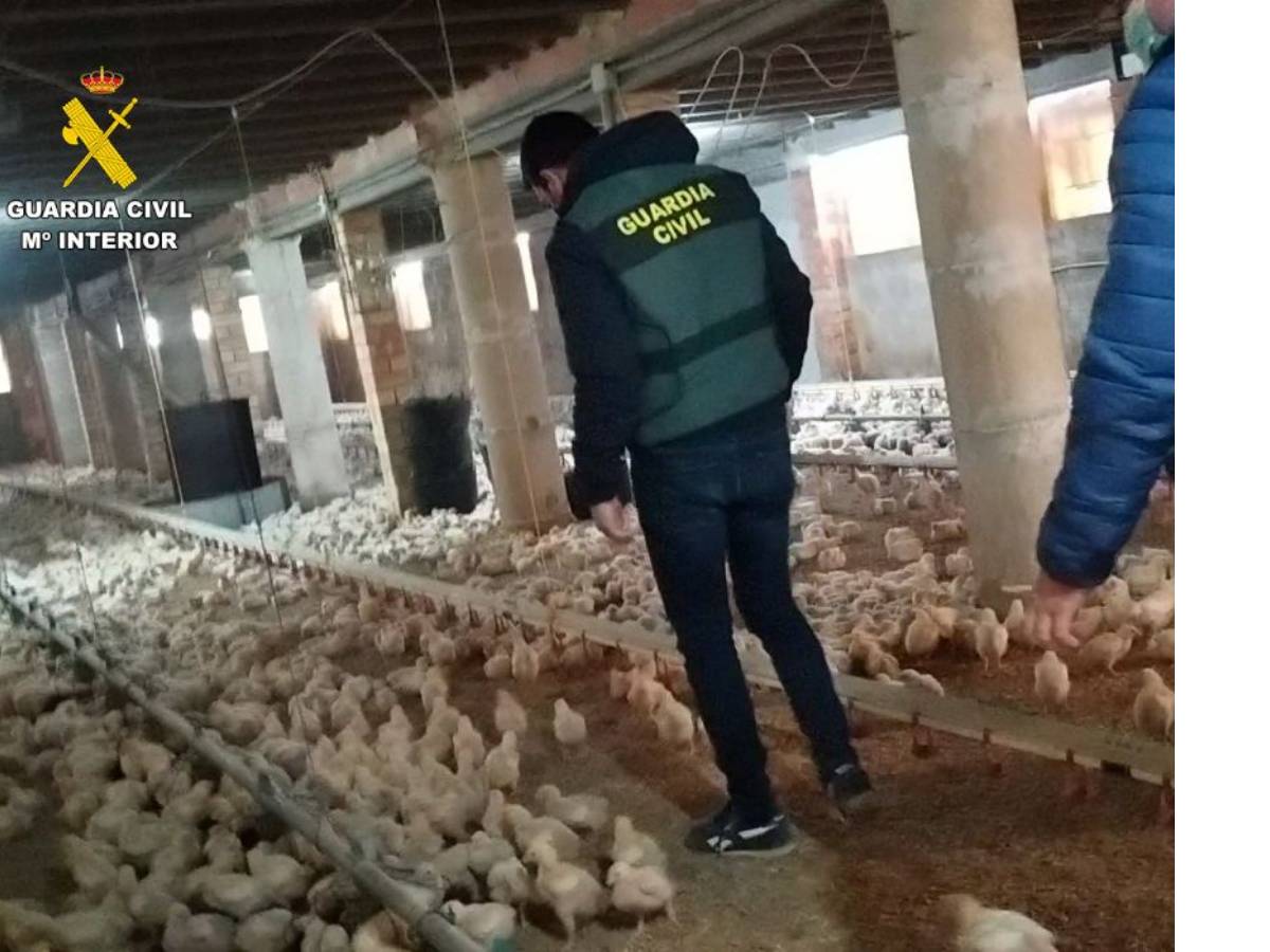 Detenidos por el robo de cobre en seis granjas avícolas de Pinet – Valencia