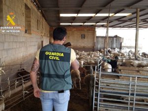 Recuperados mas de 20 animales de granja robados en Benlloch – Castellón