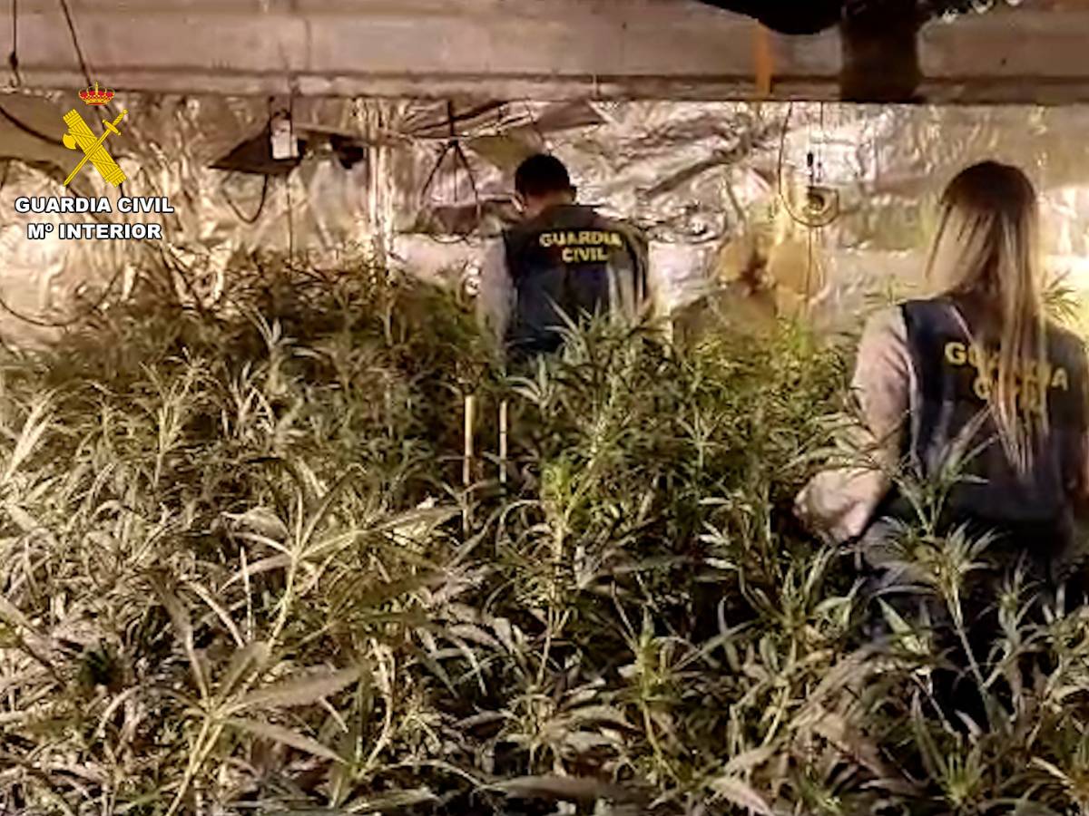 Seis detenidos por cultivo de marihuana y venta de drogas – VÍDEO