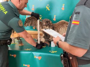 La Guardia Civil de Valencia investiga a dos hombres por comercio ilegal de un búho real naturalizado en una web