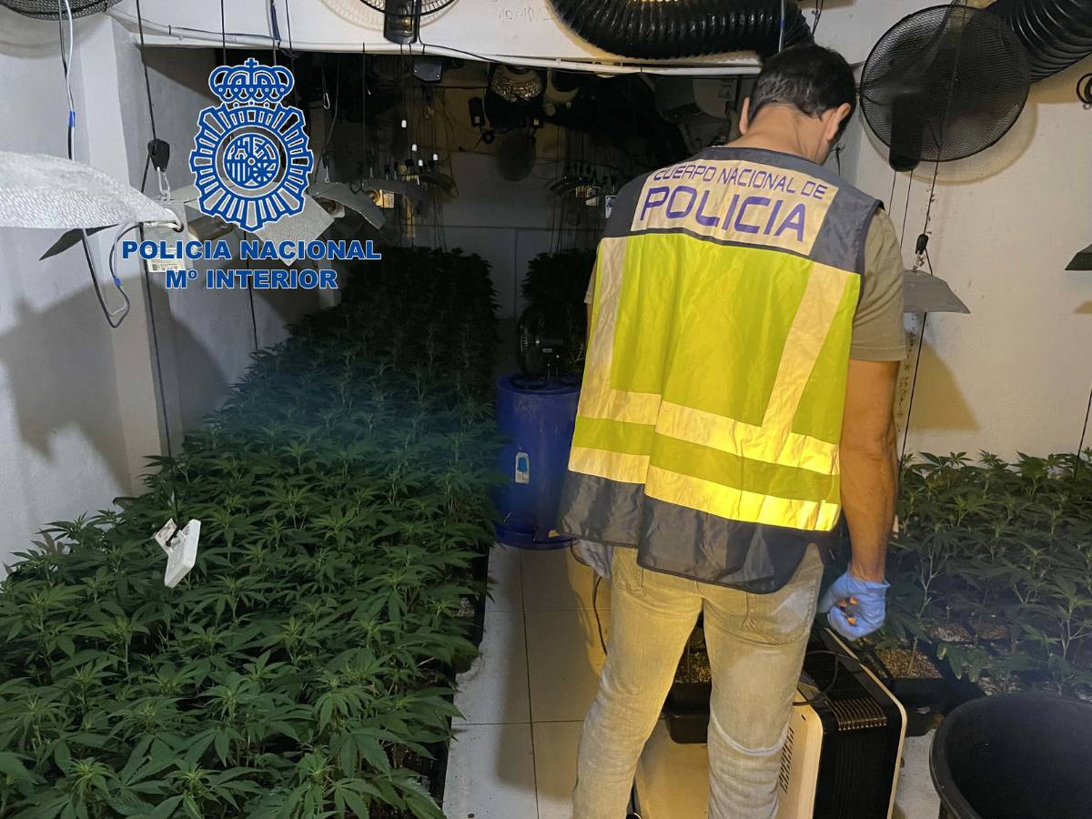 Dos detenidos por el cultivo de plantación ‘indoor’ con 1.632 plantas de marihuana en Torrente – Valencia