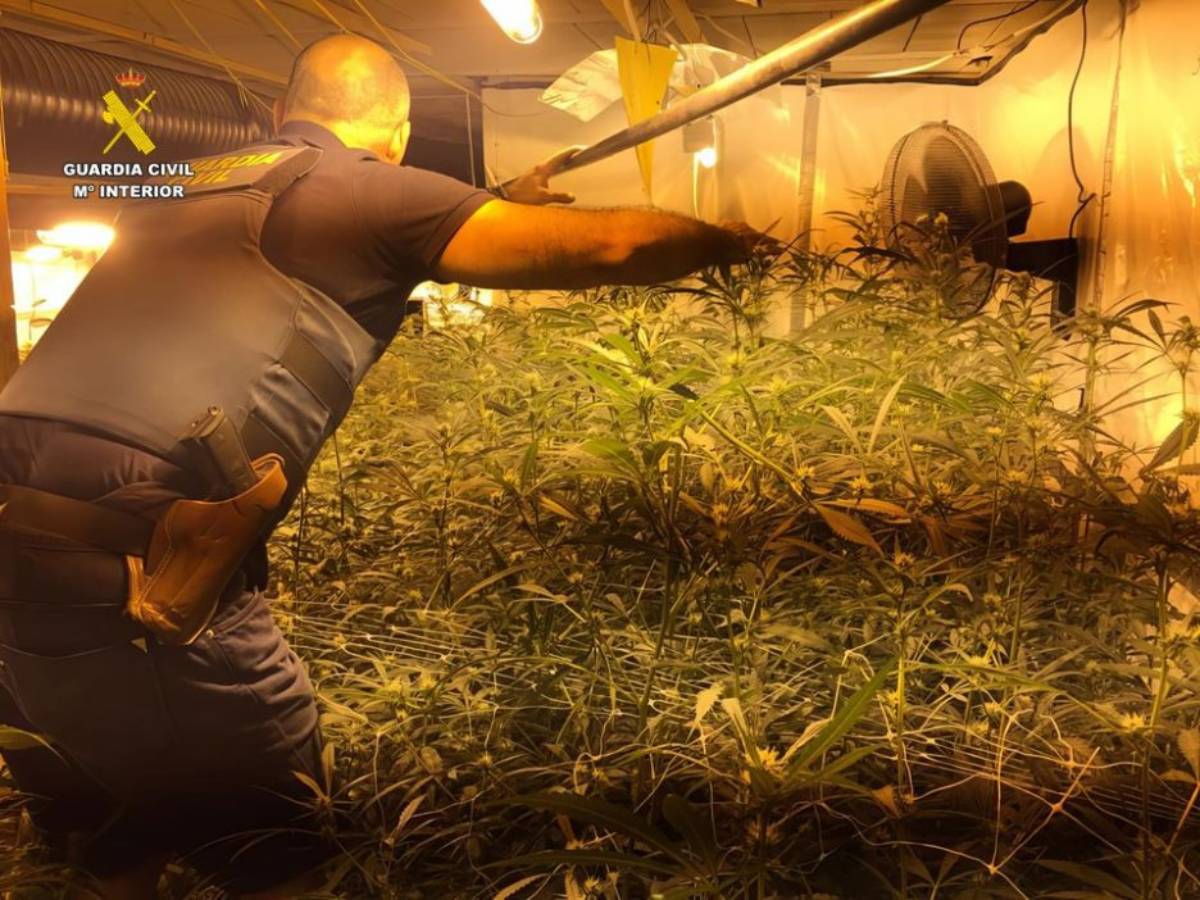 Cinco detenidos de un grupo criminal por tráfico y cultivo ‘indoor’ de marihuana