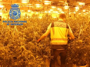 Desmantelada plantación ‘indoor’ de marihuana con 1.200 plantas en Vilamarxant – Valencia