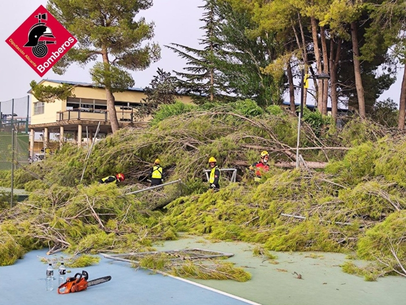 Un reventón térmico derriba 16 árboles de más de 25 metros en Villena – Valencia