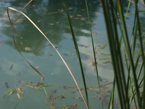 Aparece ahogado en el río Xúquer el joven que había desaparecido en Antella (Valencia)