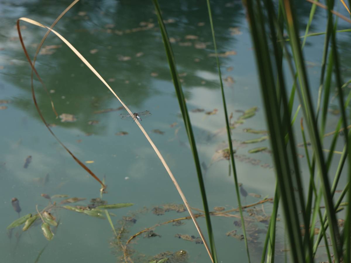 Aparece ahogado en el río Xúquer el joven que había desaparecido en Antella (Valencia)