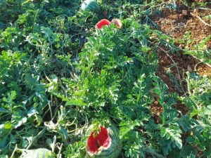 Los jabalíes atacan los campos de sandías de Benicarló- Castellón