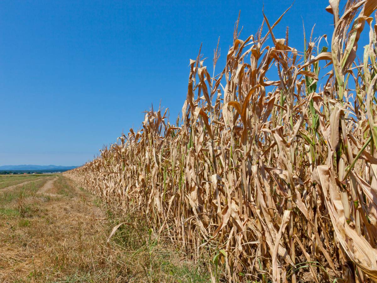 Sequía en la Comunitat Valenciana: AVA-ASAJA reclama ayudas para evitar la desaparición del cultivo de cereales