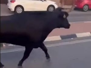 Fallece la mujer de Almàssera embestida por el toro que escapó de los festejos de Tavernes Blanques (Valencia)