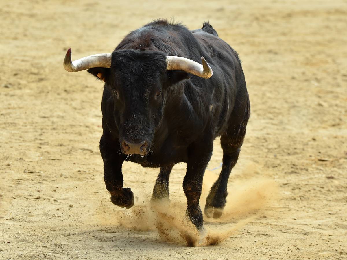 Pronóstico reservado para el hombre de 76 años de Rafelbunyol corneado por un toro en Quartell – Valencia