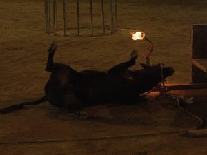 AnimaNaturalis denuncia que un toro cae desplomado en Morella y los aficionados intentan «censurar» la grabación