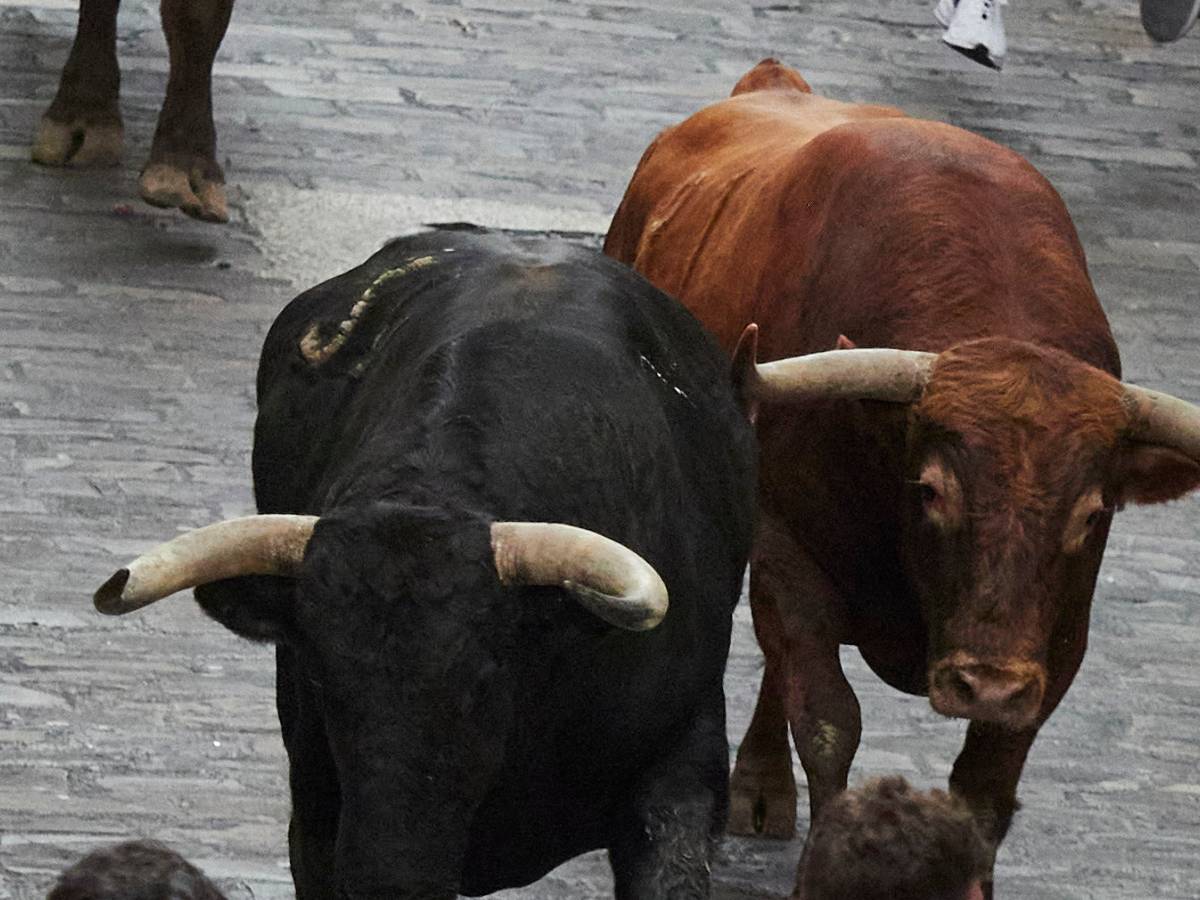 Pánico con la suelta adelantada de toros en el recinto del pasacalle de Gata de Gorgos – Alicante
