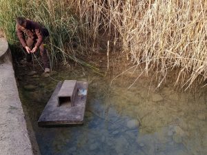 4 años sin rastro de visones americanos en el Paisaje Protegido de la Desembocadura del río Mijares – Castellón