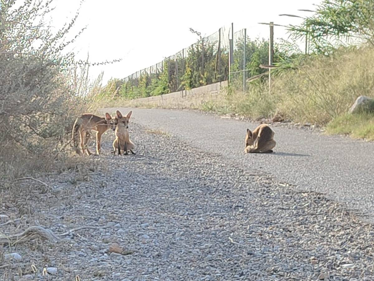 Problemas por alimentar a la fauna salvaje en la Desembocadura del río Mijares (Castellón)