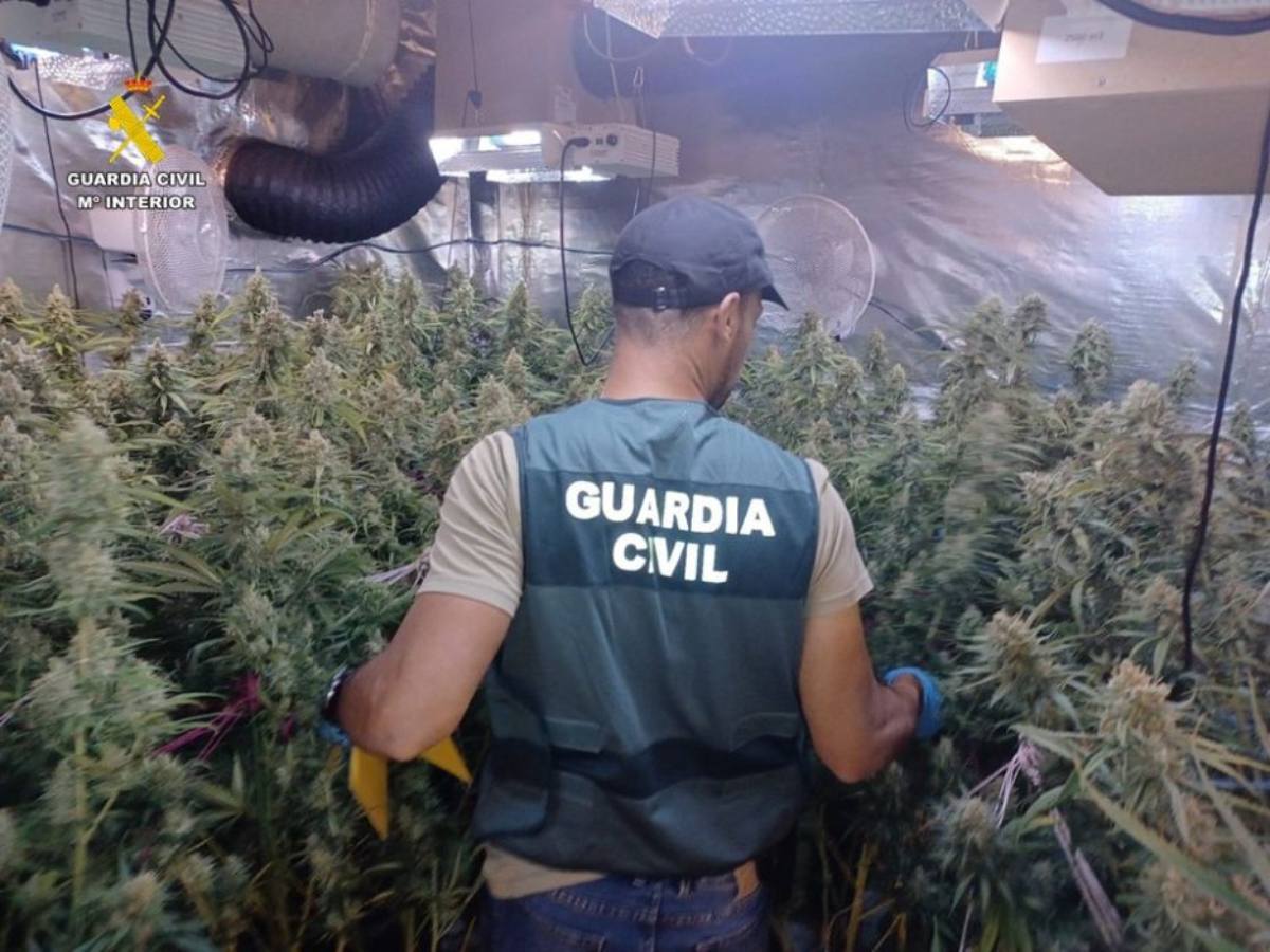 VÍDEO – Desarticulado grupo criminal dedicado al cultivo ‘indoor’ de marihuana y distribución por Europa