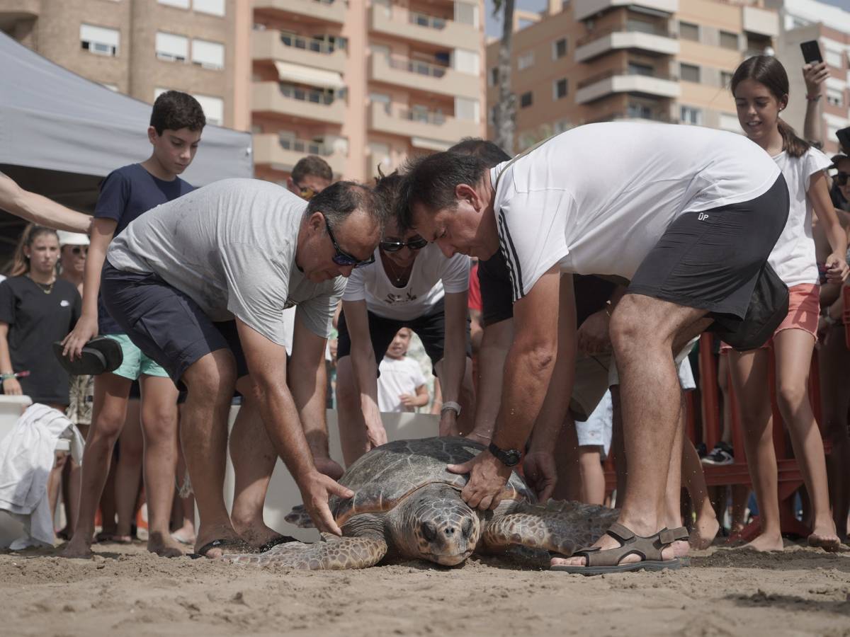 Tres tortugas marinas regresan al mar en Benicarló