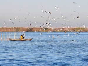Gobierno veta planta solar entre Chiva y Godelleta por afección a l’Albufera Gobierno veta planta solar entre Chiva y Godelleta por afección a l’Albufera