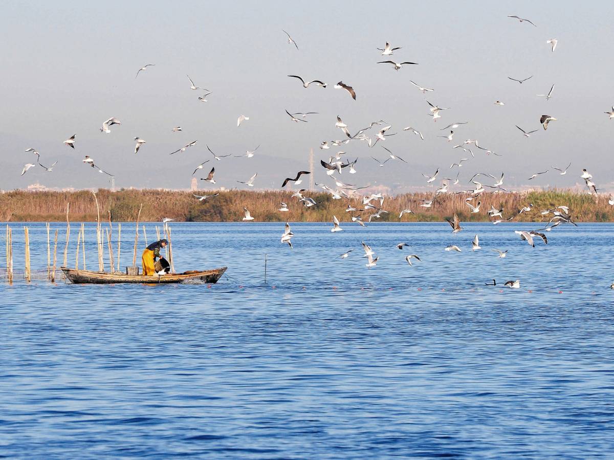 Gobierno veta planta solar entre Chiva y Godelleta por afección a l’Albufera