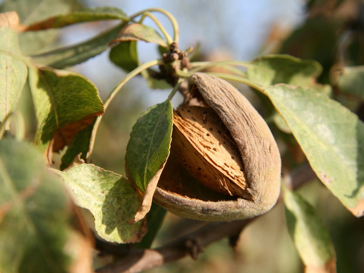 COAG estima caídas en producción de almendra del 50%