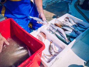 Agricultura y Cofradías de Pescadores unen fuerzas para promover productos de la pesca en España