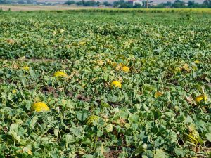 Éxito del ‘Plan de Seguridad del Melón’ en La Llosa – Castellón