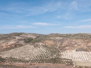 Los agricultores «desesperados» ante la falta de respuesta de Conselleria