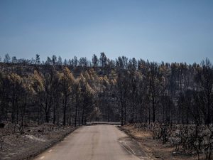 Vídeo en homenaje a quienes combatieron el incendio de Bejís