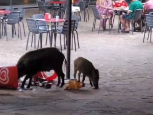 Benicàssim: Jabalíes en el club social Las Palmas de Montornés