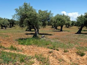 La Unió alerta de una «campaña ruinosa con el aceite de oliva»